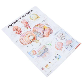Аналитический плакат, Медицинская диаграмма Анатомии человеческого мозга, Настенные Учебные Анатомические Офисные плакаты Модели