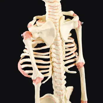 Одиночный для головы Детский череп Исследовательская модель человека Скелет Анатомический дисплей для обучения анатомии D5QC
